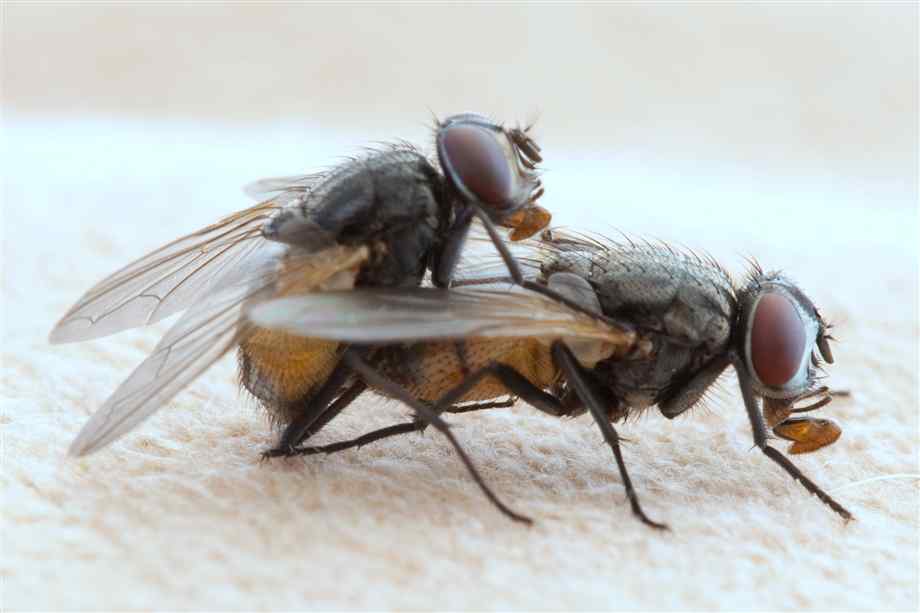 Pesadilla con moscas